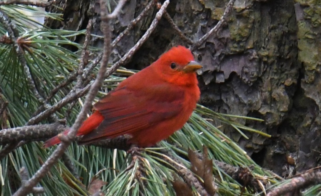 Summer Tanager - Gary Roberts