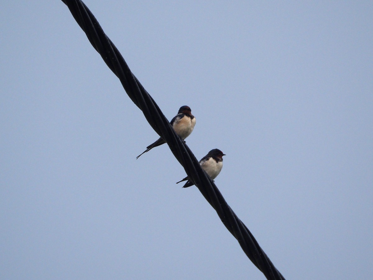 Golondrina Común (rustica) - ML617627420