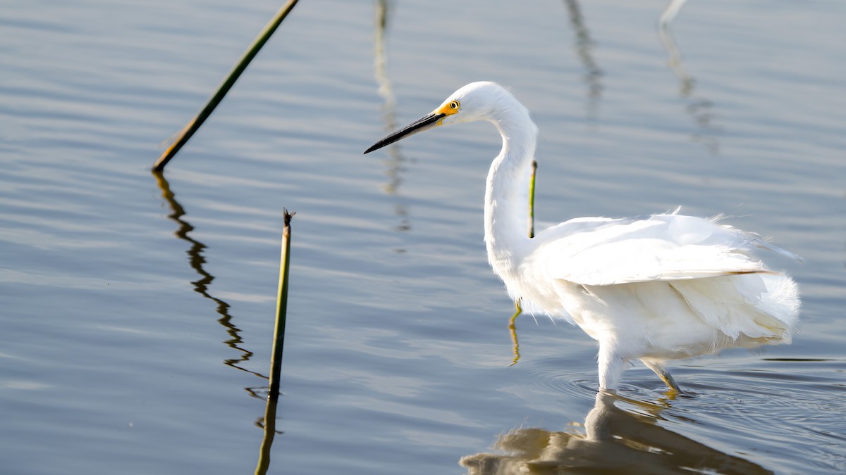 Snowy Egret - ML617627422