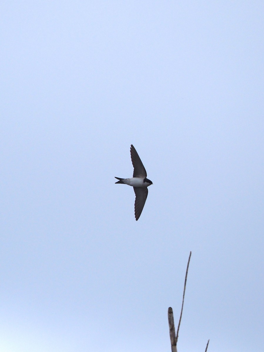 Western House-Martin - ML617627437