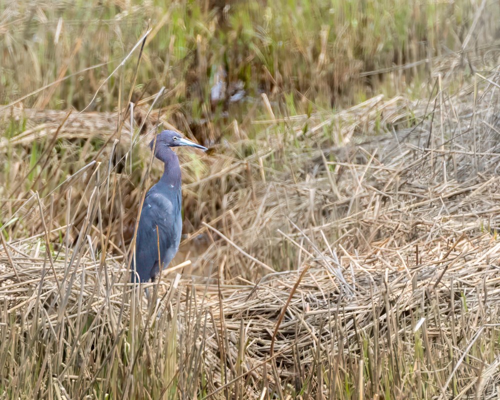 Little Blue Heron - ML617627529