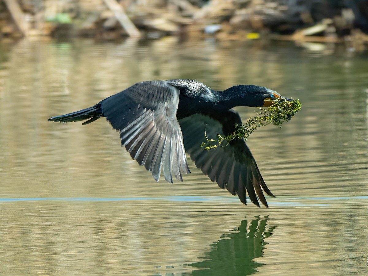 Double-crested Cormorant - Theresa Ray