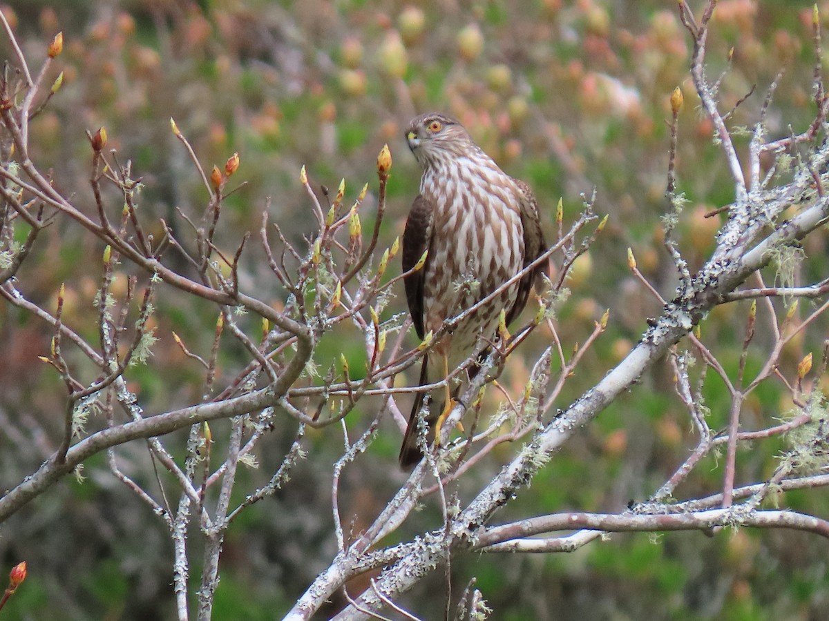 Sharp-shinned Hawk - ML617627644