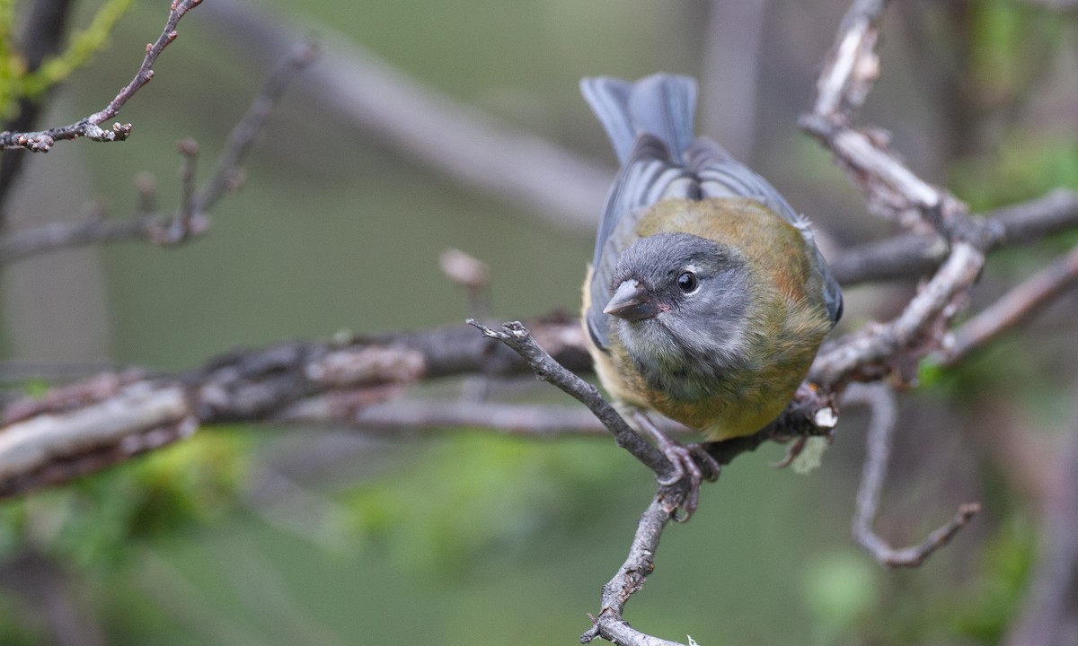 Patagonian Sierra Finch - ML617627667