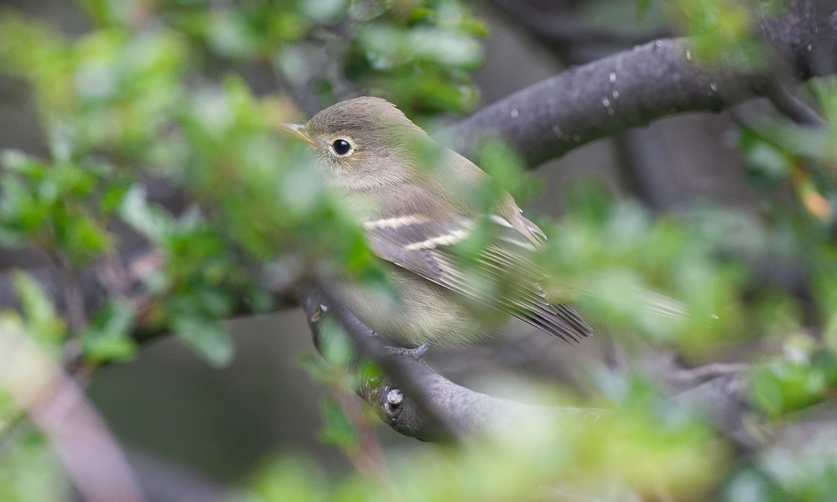 Fiofío Crestiblanco (chilensis) - ML617627674