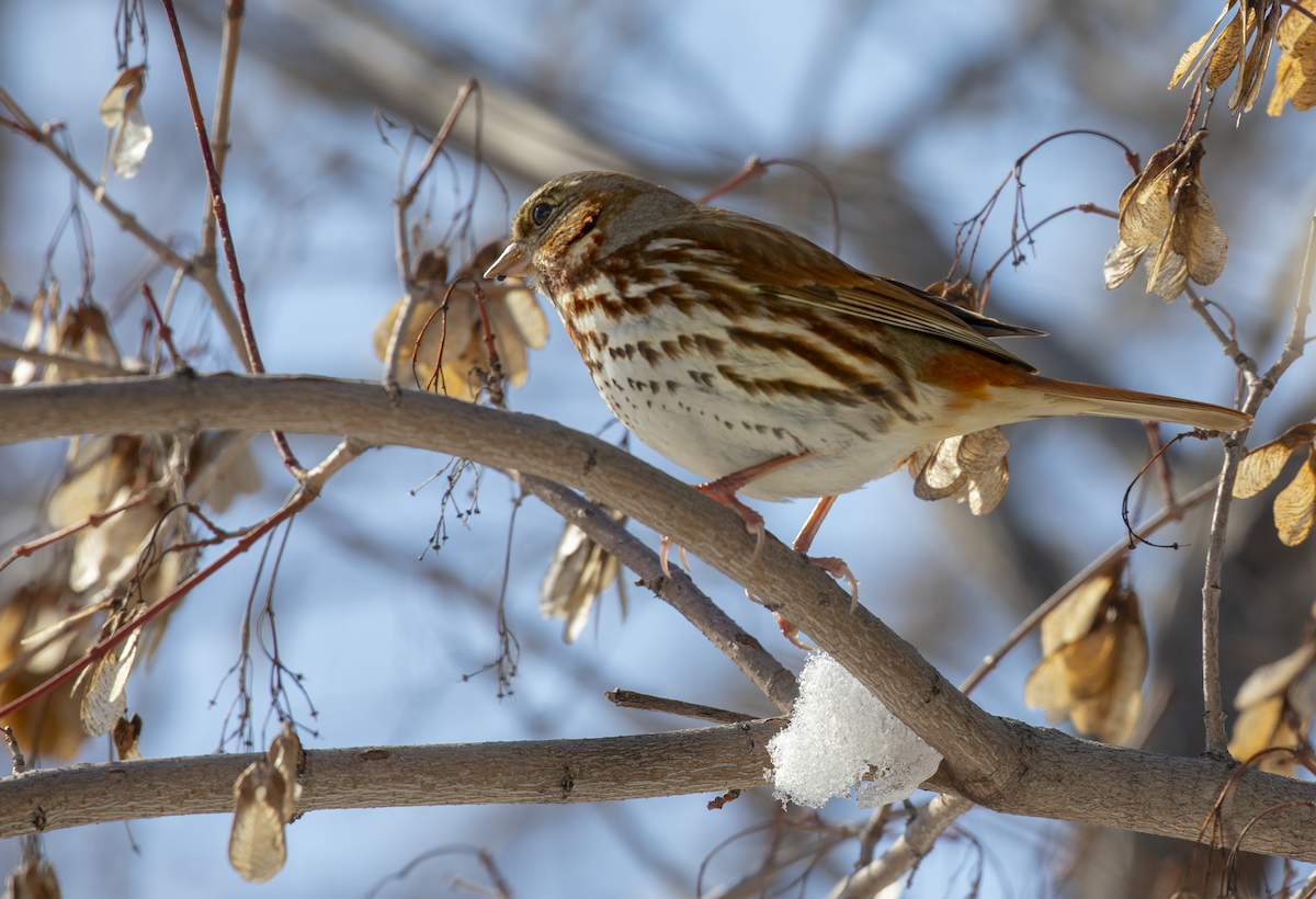 Fox Sparrow - ML617627701