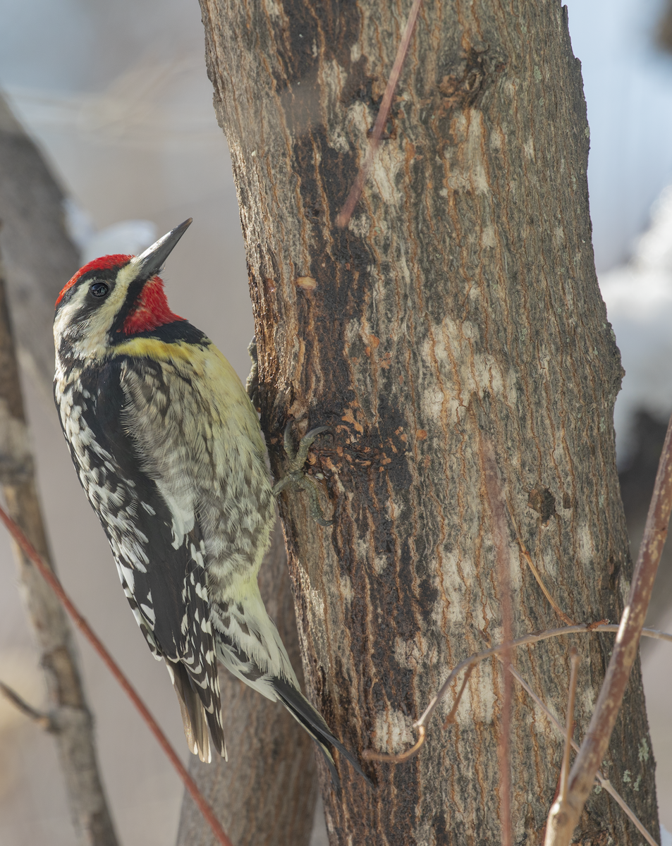 Yellow-bellied Sapsucker - ML617627705