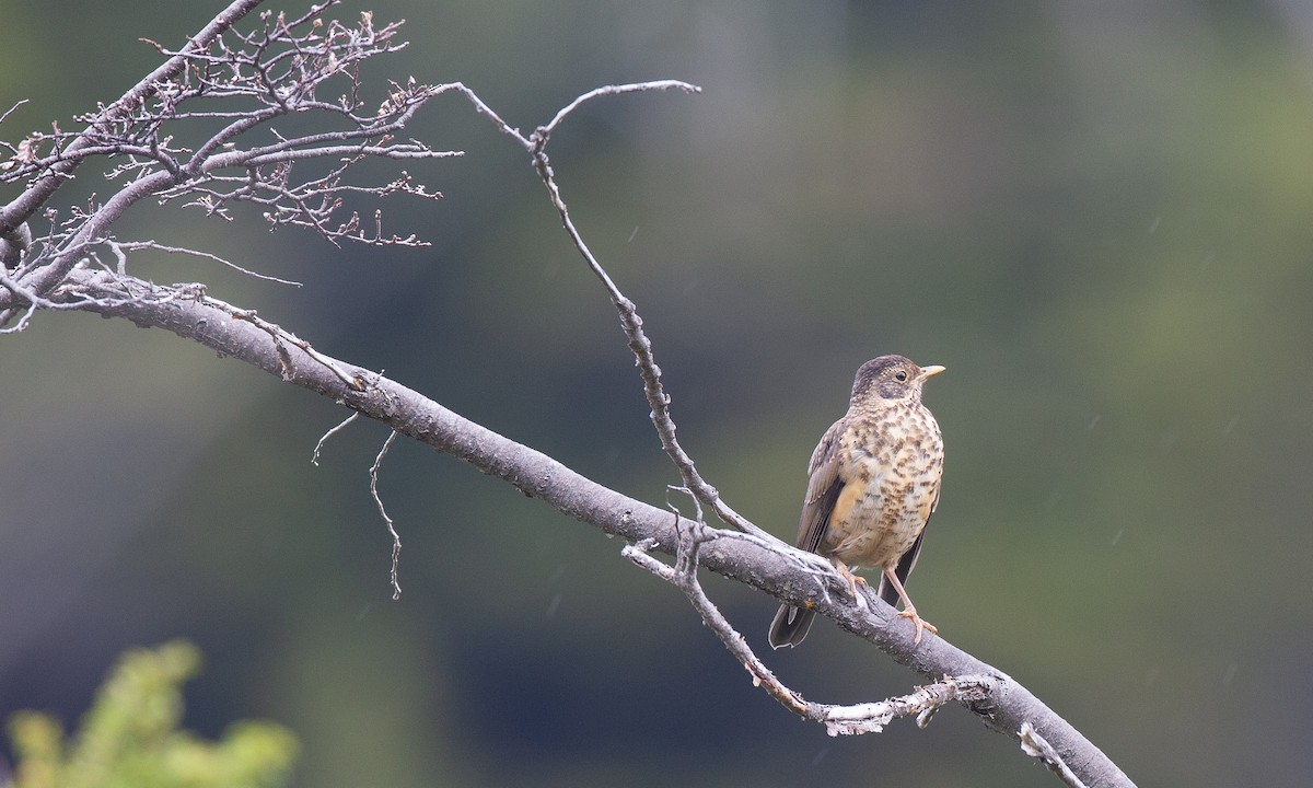 Austral Thrush - ML617627800