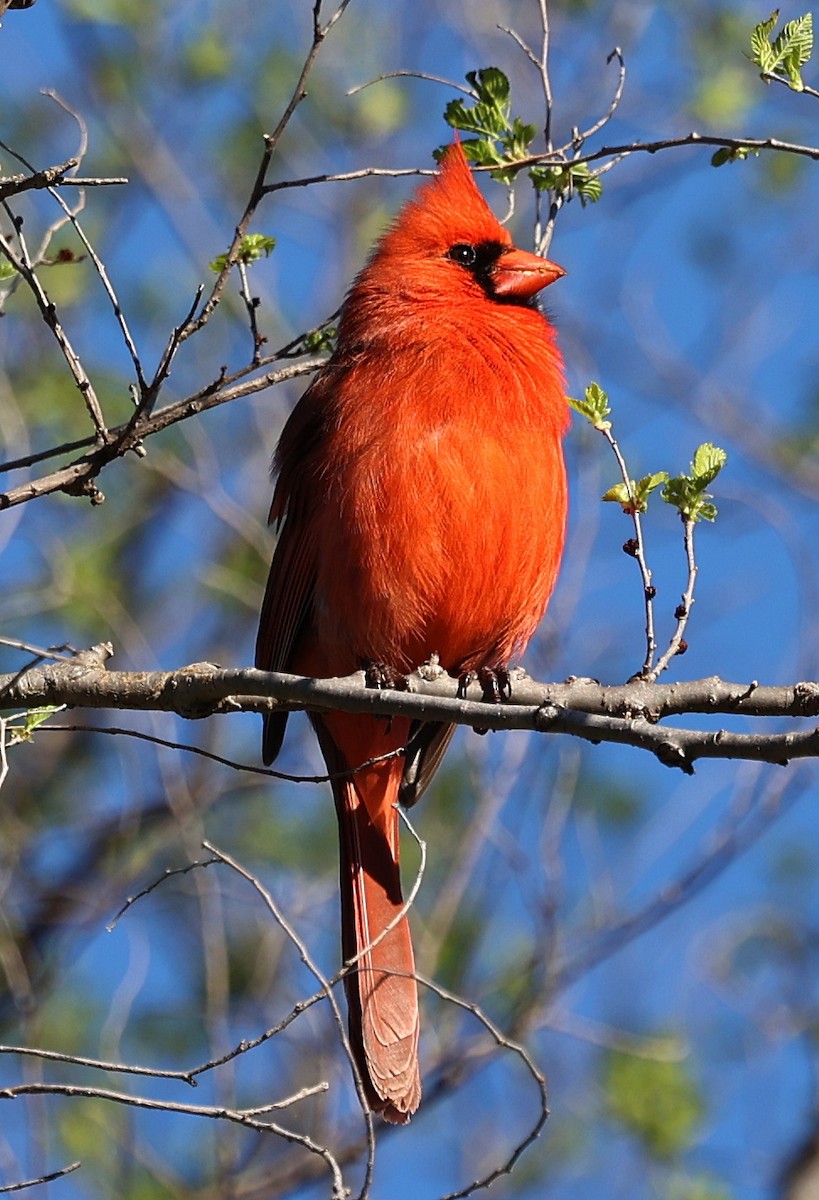 Cardinal rouge - ML617627807