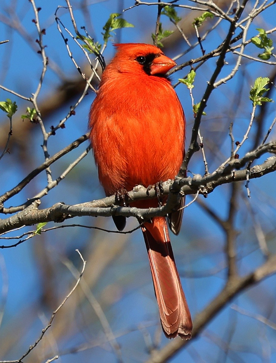 Cardinal rouge - ML617627808