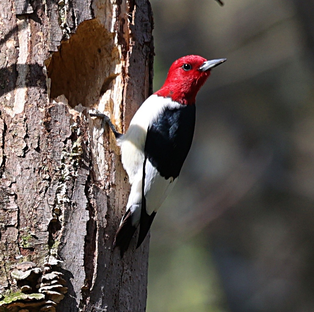 Red-headed Woodpecker - Mark Madsen
