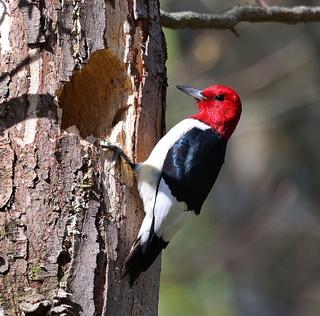 Red-headed Woodpecker - Mark Madsen