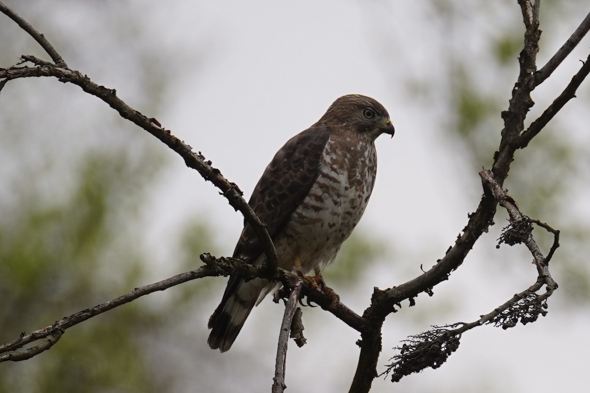 Broad-winged Hawk - ML617627833