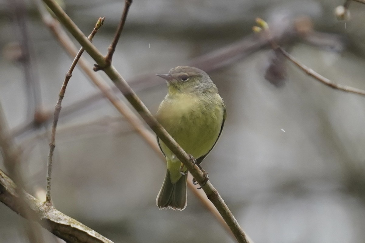 Orange-crowned Warbler - ML617627835