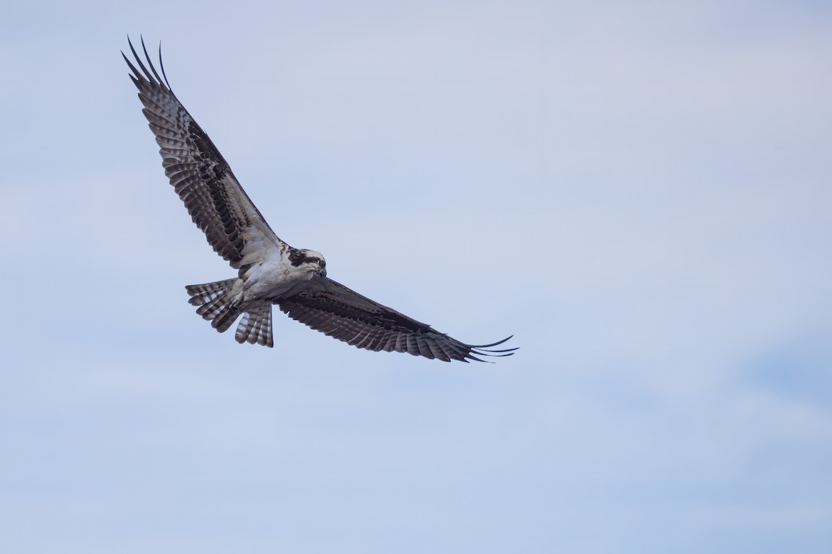 Osprey - ML617627860