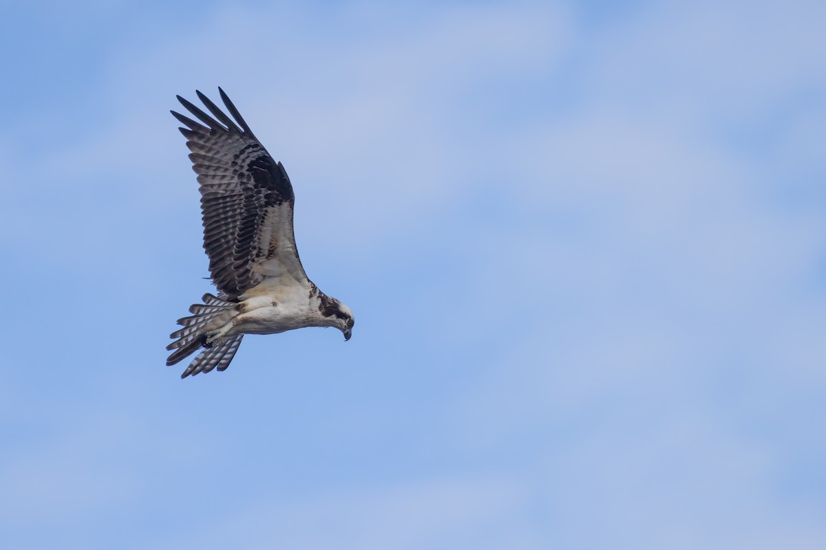 Osprey - ML617627861