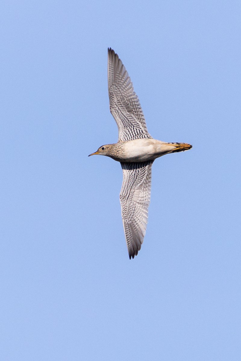 Upland Sandpiper - ML617627886