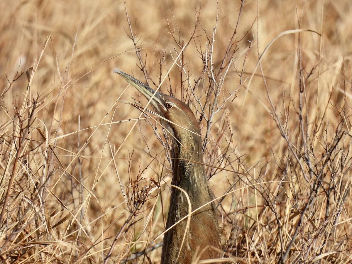 American Bittern - ML617627888