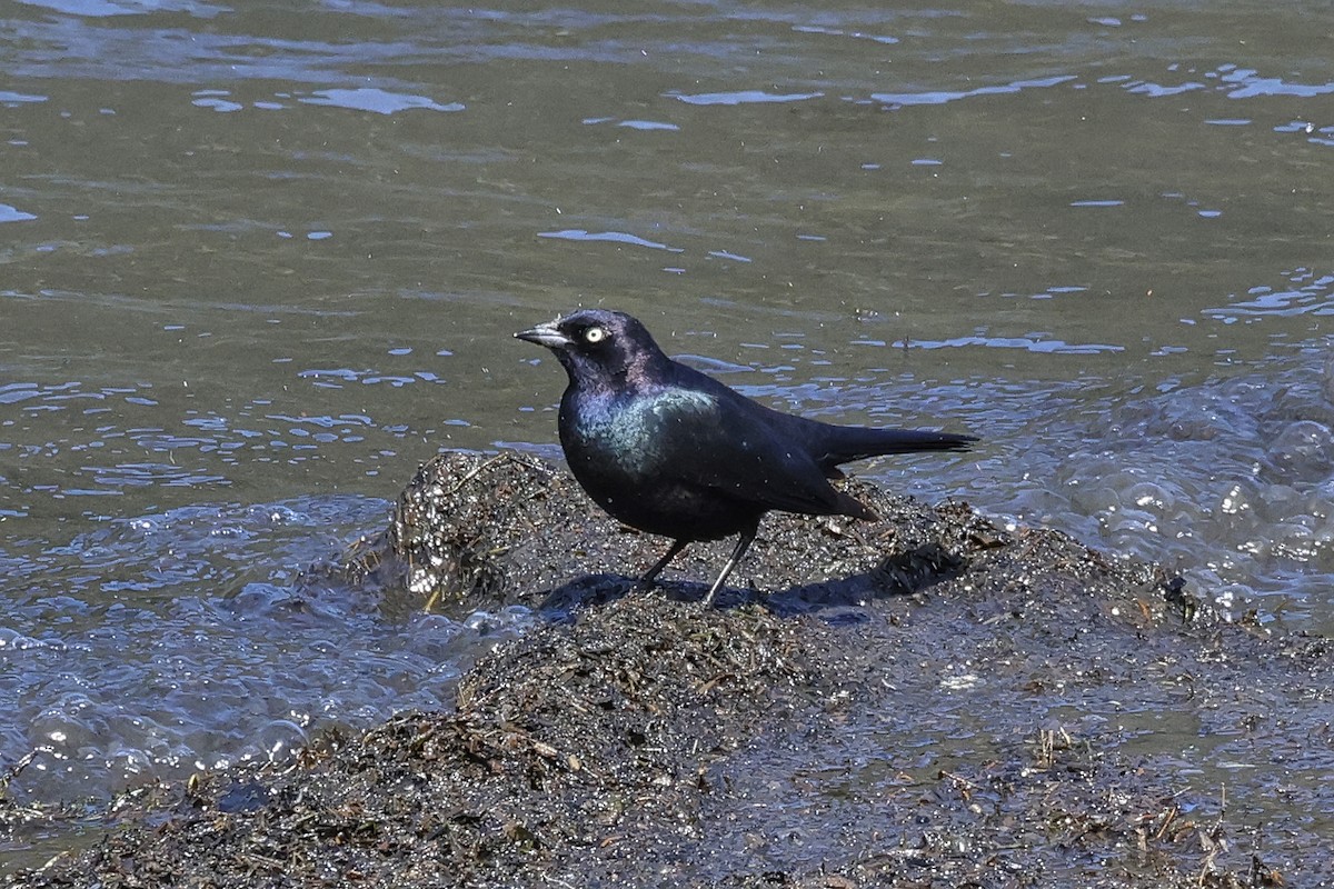 Brewer's Blackbird - ML617627942