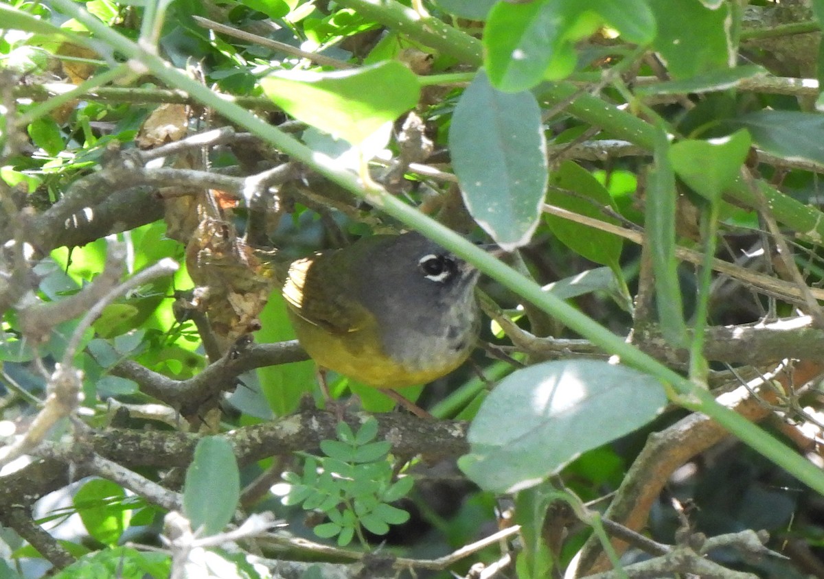 MacGillivray's Warbler - ML617628004