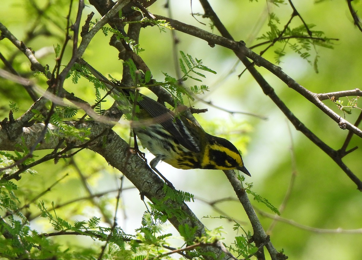 Townsend's Warbler - ML617628014