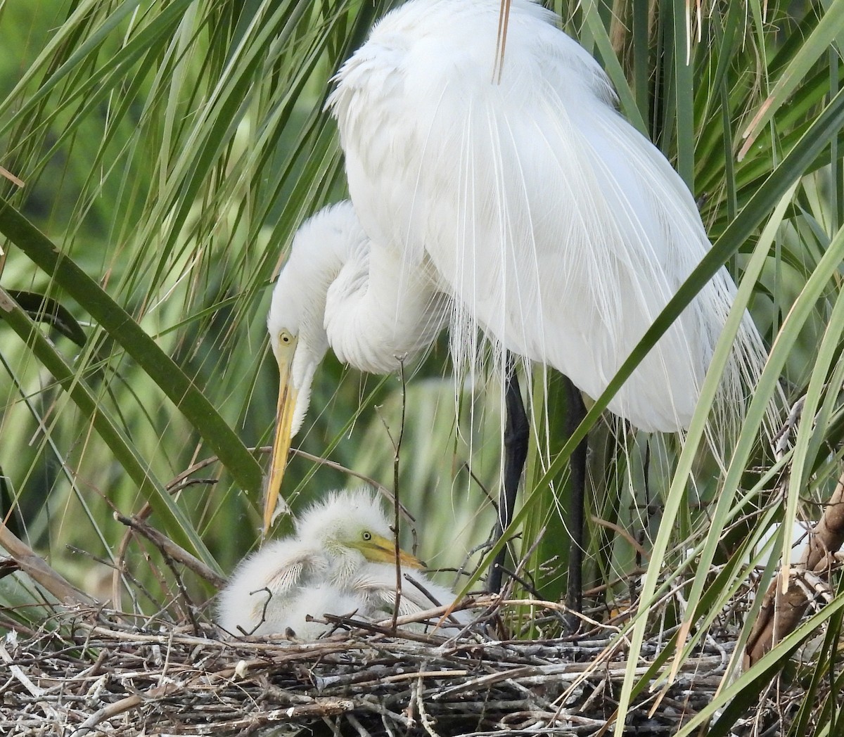 Great Egret - ML617628029