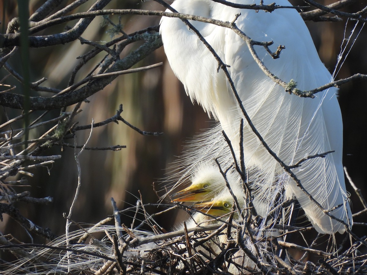 Great Egret - ML617628030