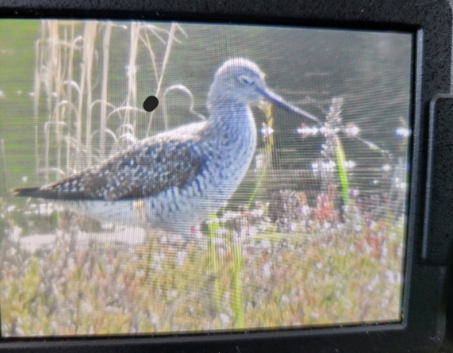 Greater Yellowlegs - ML617628041