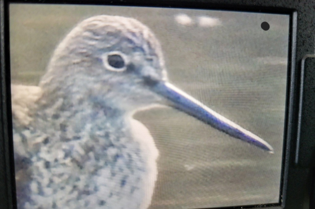 Greater Yellowlegs - ML617628042