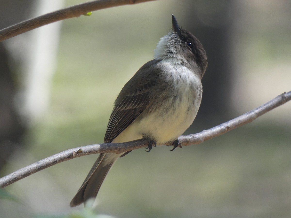 Eastern Phoebe - Luke Knutson