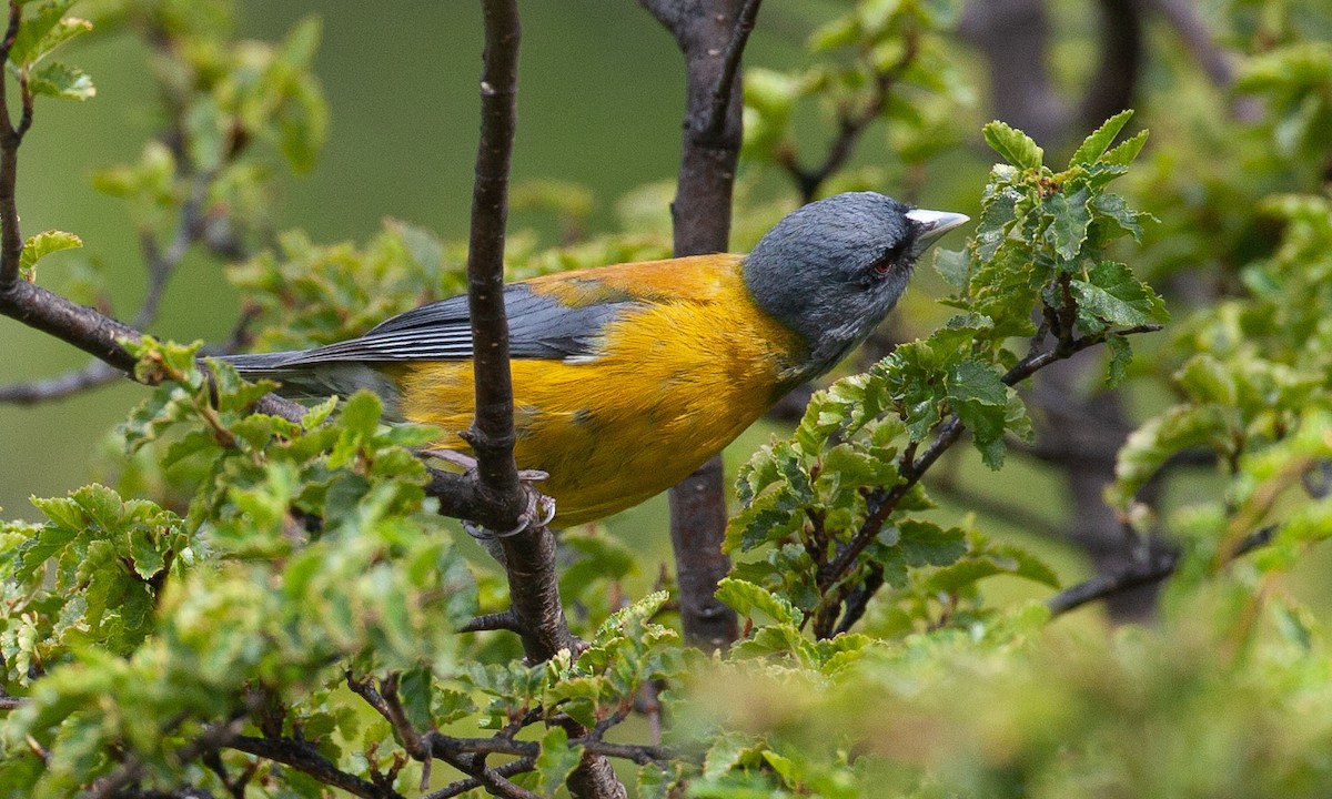 Patagonian Sierra Finch - ML617628093