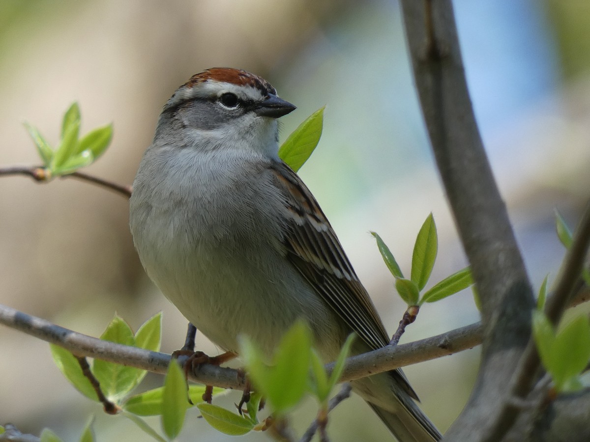 Chipping Sparrow - Luke Knutson