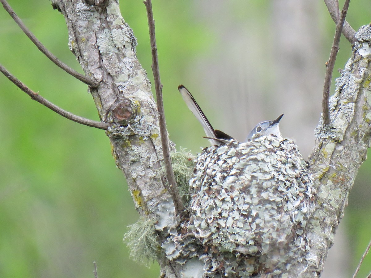 Blue-gray Gnatcatcher - ML617628099