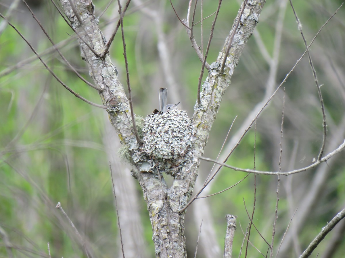 Blue-gray Gnatcatcher - ML617628100