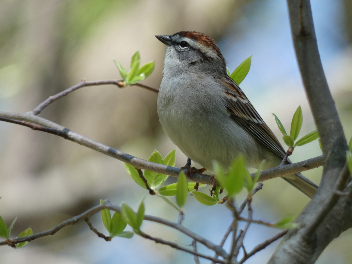 Chipping Sparrow - Luke Knutson