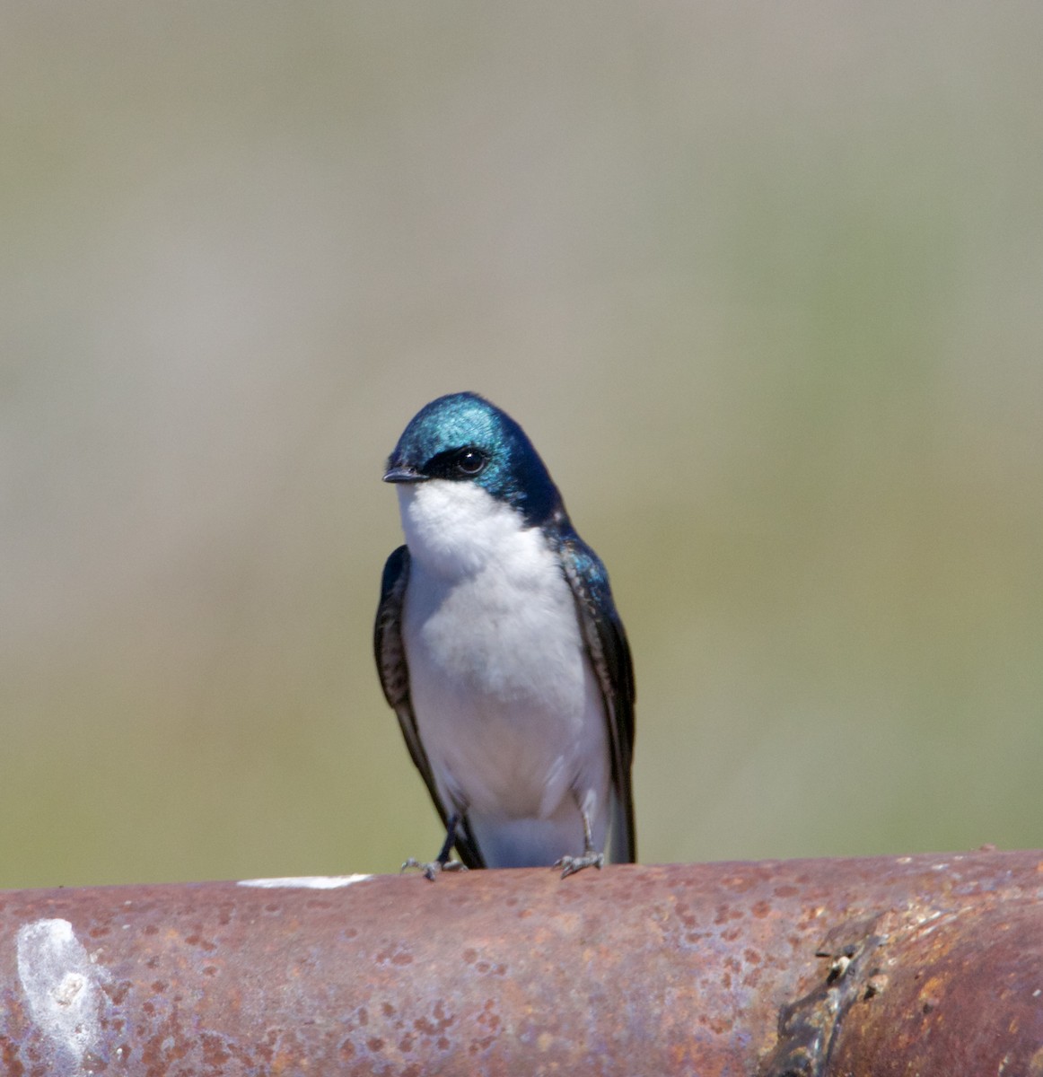 Tree Swallow - ML617628102