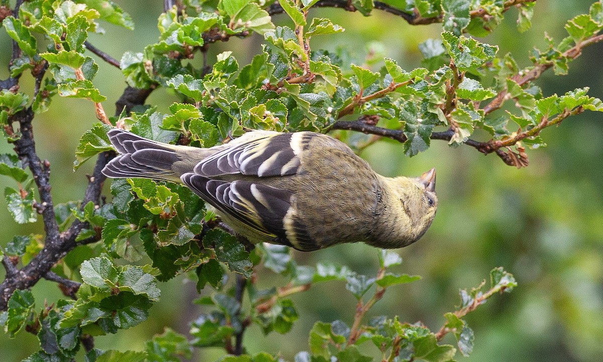 Black-chinned Siskin - ML617628106