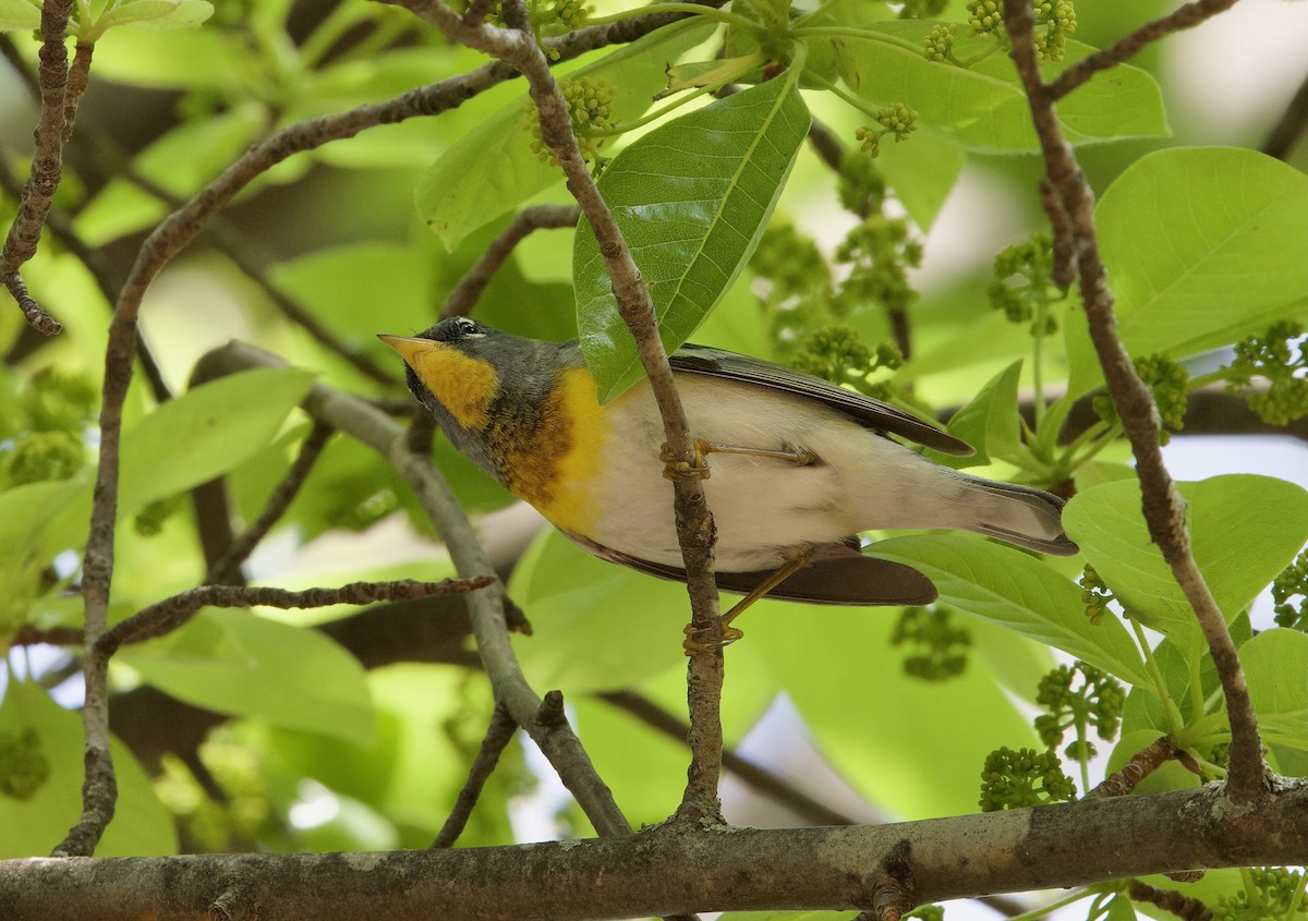 Northern Parula - Nathan Farnau