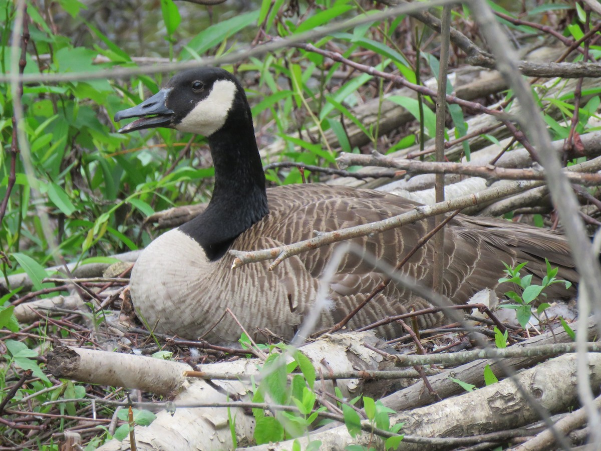 Canada Goose - ML617628142