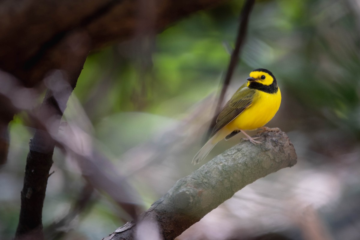 Hooded Warbler - ML617628154