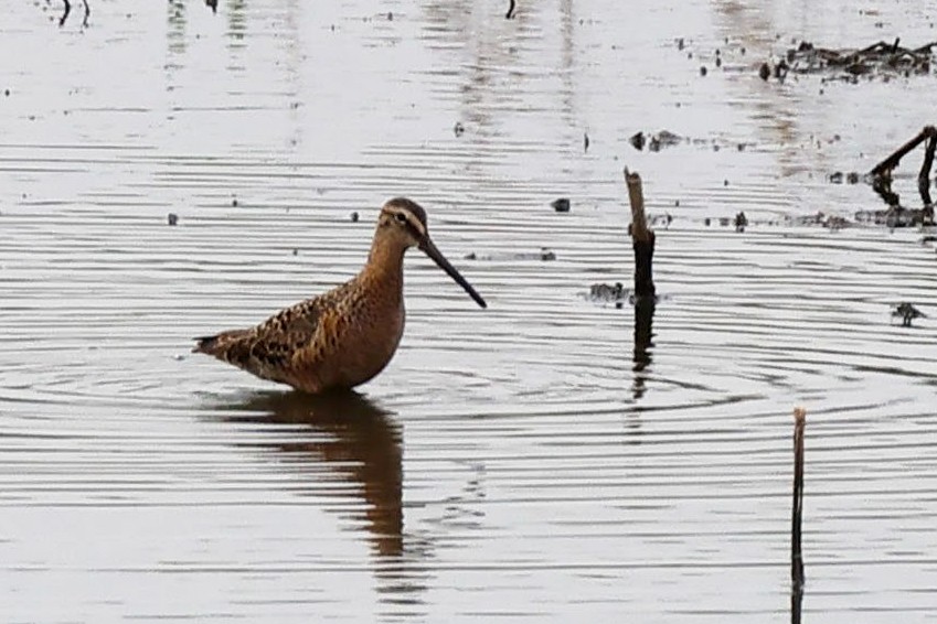 Long-billed Dowitcher - ML617628161