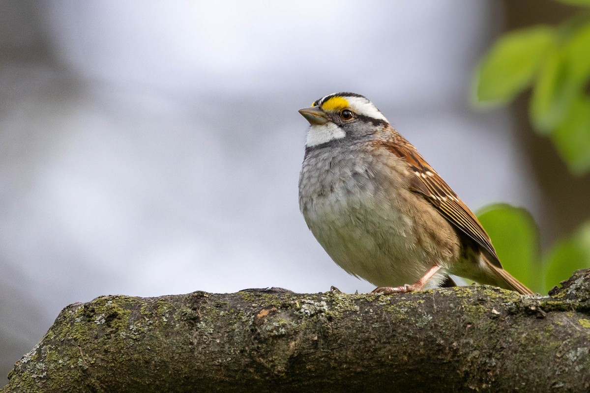 White-throated Sparrow - Brennan Stokkermans