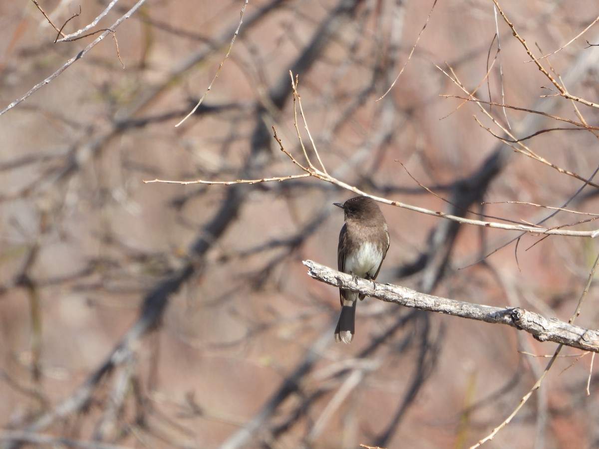 Black x Eastern Phoebe (hybrid) - Cole Sage