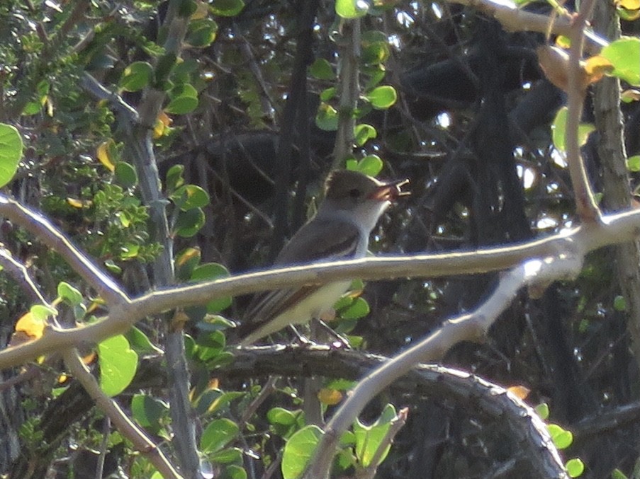 Ash-throated Flycatcher - ML617628231