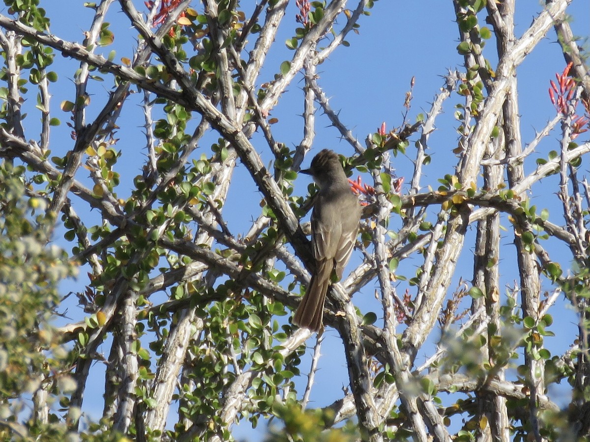 Ash-throated Flycatcher - ML617628232