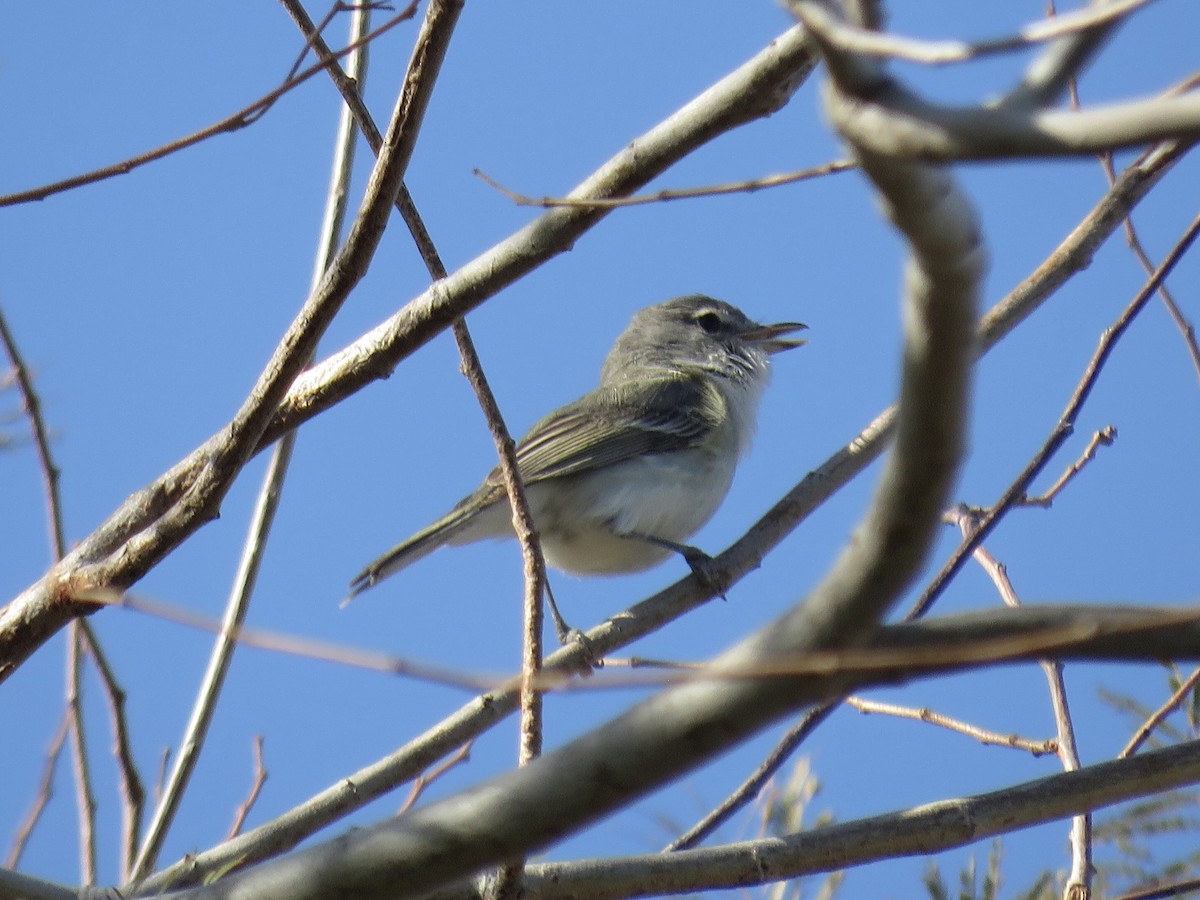 krattvireo (pusillus) - ML617628237