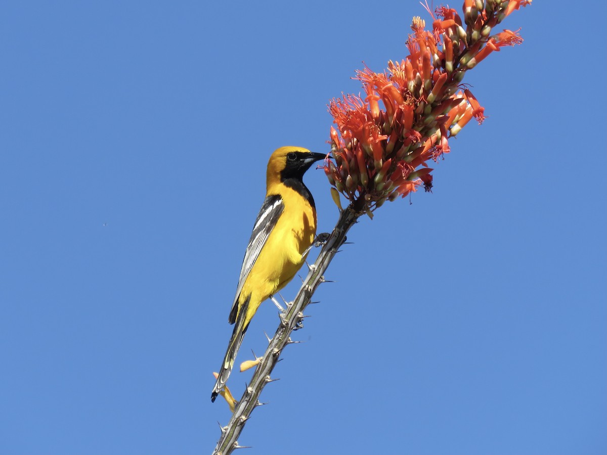 Hooded Oriole - ML617628254