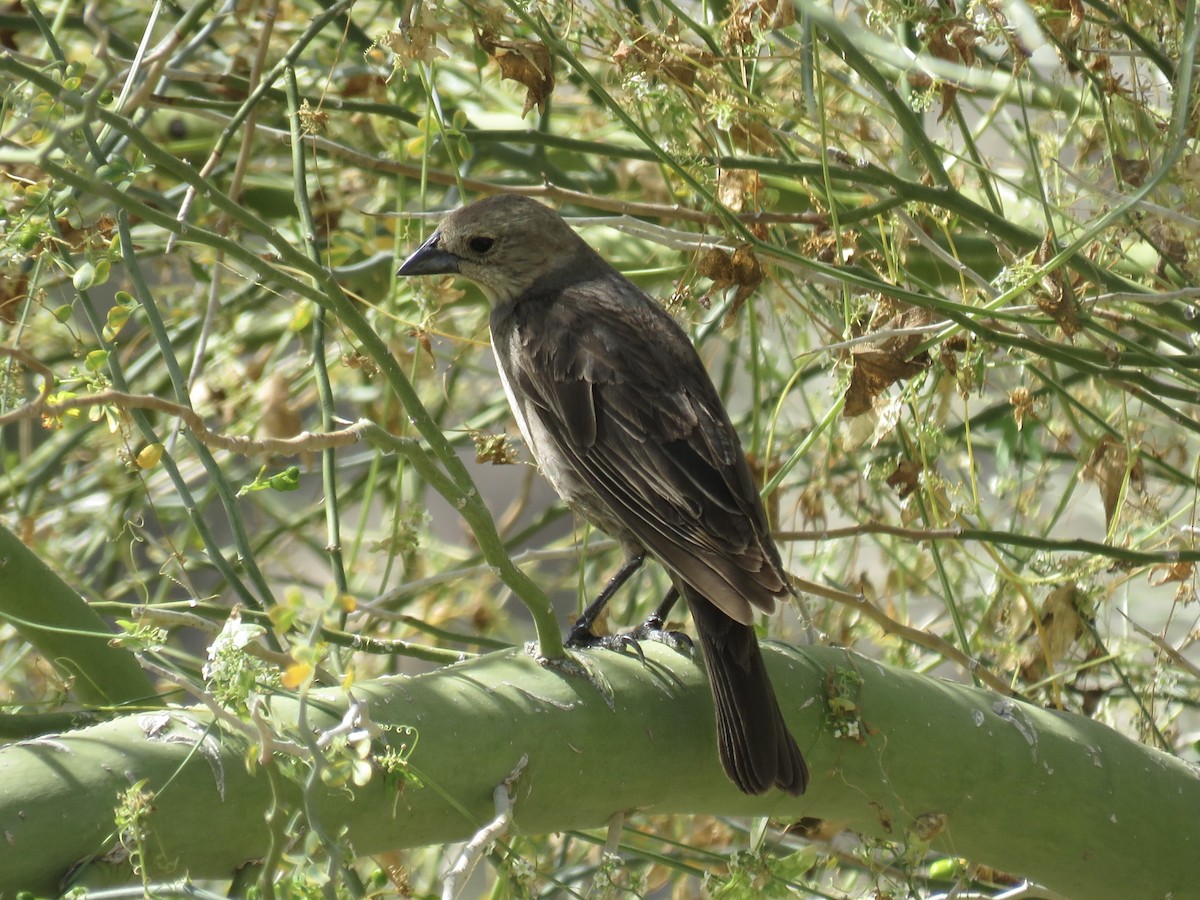 Brown-headed Cowbird - ML617628263