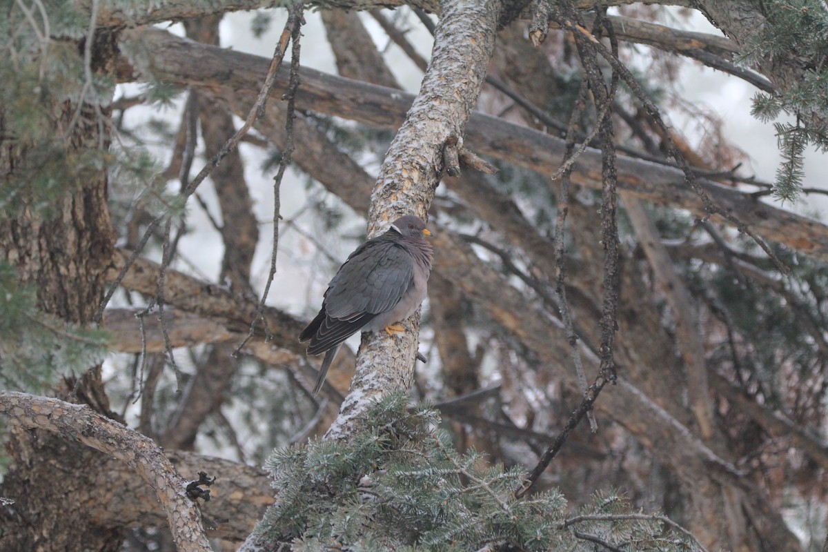 Band-tailed Pigeon - ML617628273