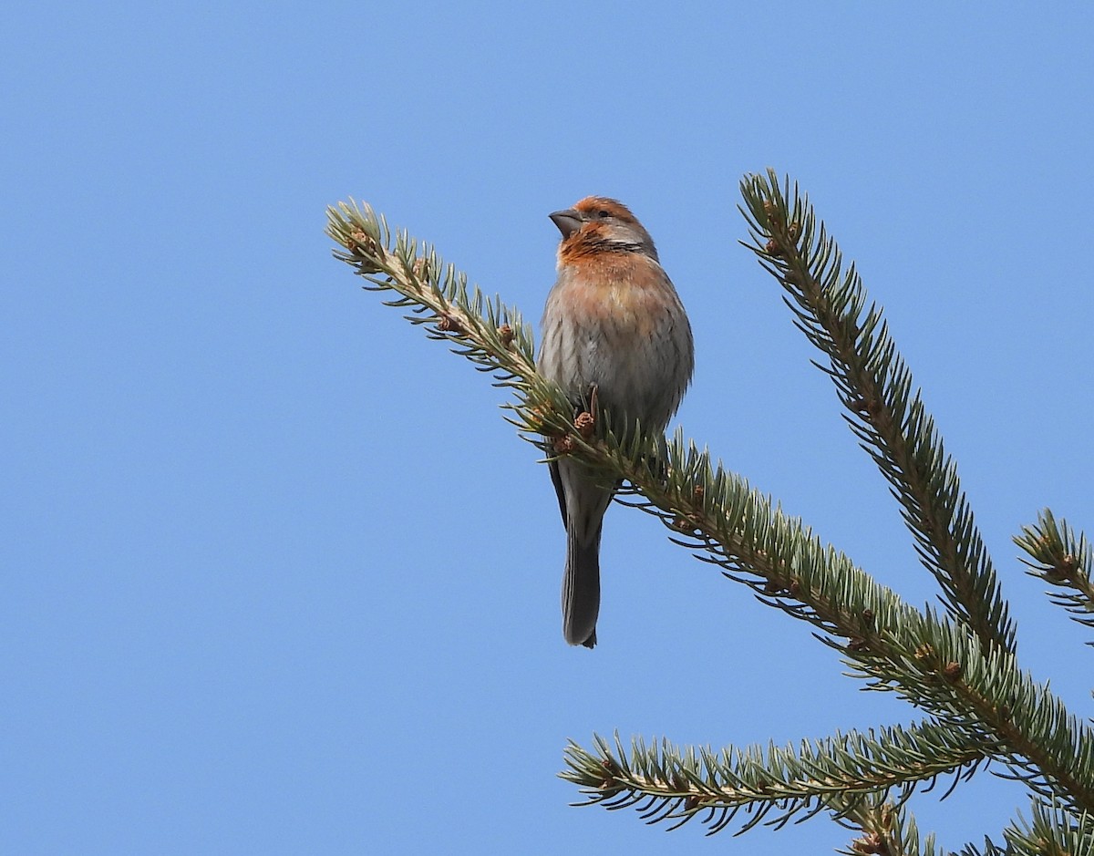 House Finch - ML617628292